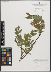 Foto von Salix L.